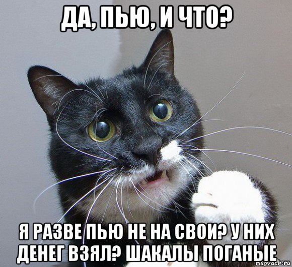 да, пью, и что? я разве пью не на свои? у них денег взял? шакалы поганые