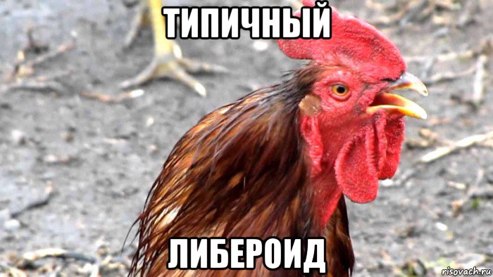 типичный либероид