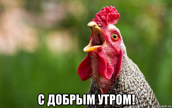  с добрым утром!, Мем Петушок