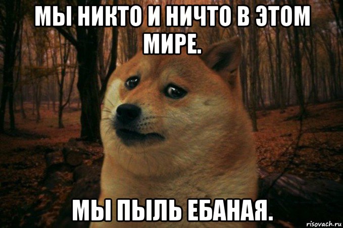 мы никто и ничто в этом мире. мы пыль ебаная., Мем SAD DOGE