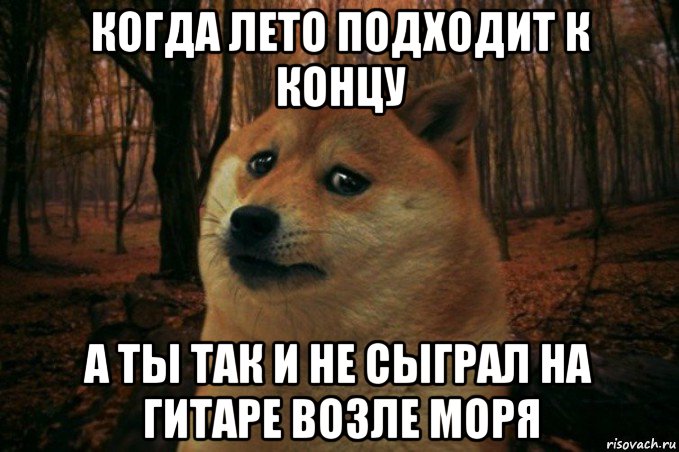 когда лето подходит к концу а ты так и не сыграл на гитаре возле моря, Мем SAD DOGE