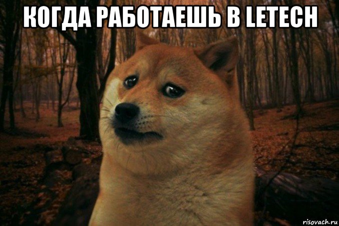 когда работаешь в letech , Мем SAD DOGE