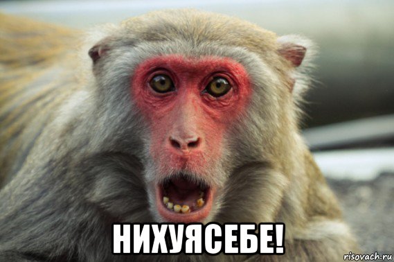  нихуясебе!, Мем Шварц негр
