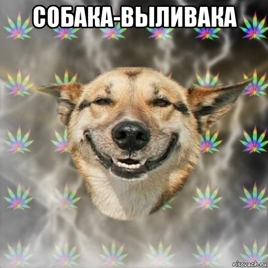 собака-выливака 