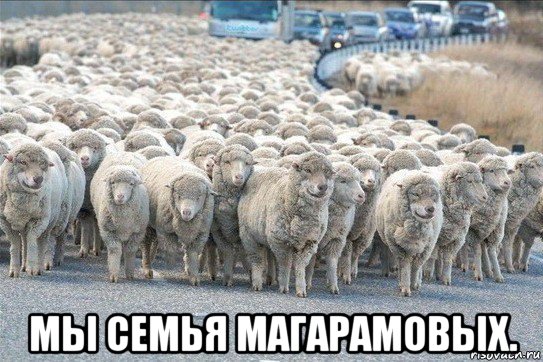  мы семья магарамовых., Мем стадо овец