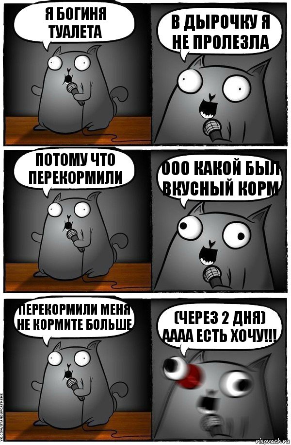 я богиня туалета в дырочку я не пролезла потому что перекормили ооо какой был вкусный корм перекормили меня не кормите больше (через 2 дня) аааа есть хочу!!!, Комикс  Стендап-кот