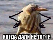  когда дали не тот ip