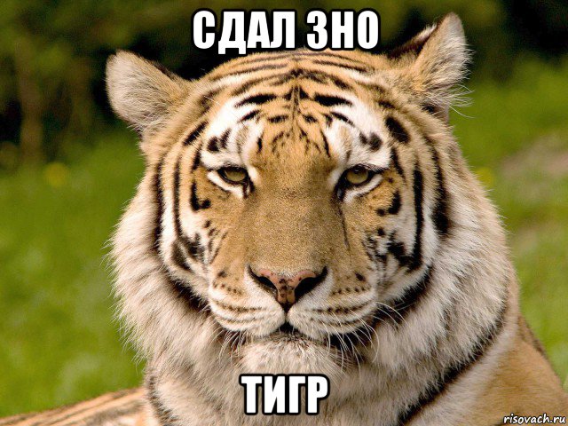 сдал зно тигр, Мем тигр