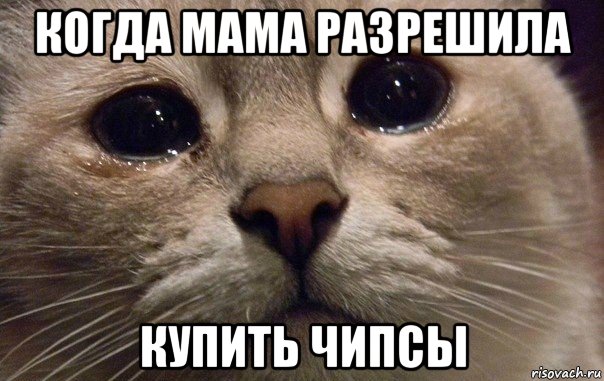 когда мама разрешила купить чипсы, Мем   В мире грустит один котик