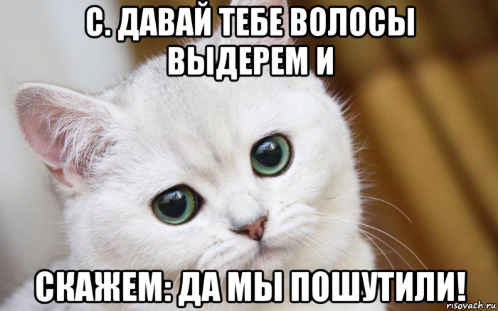 с. давай тебе волосы выдерем и скажем: да мы пошутили!, Мем  В мире грустит один котик