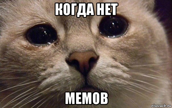когда нет мемов, Мем   В мире грустит один котик