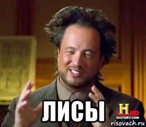  лисы