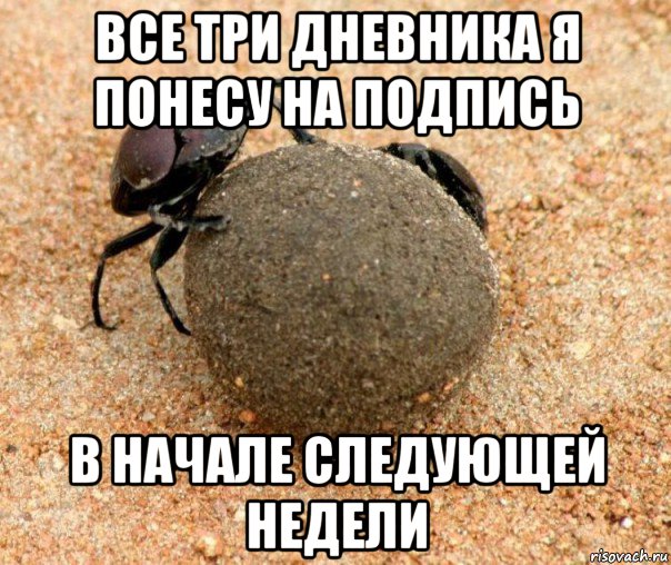 все три дневника я понесу на подпись в начале следующей недели