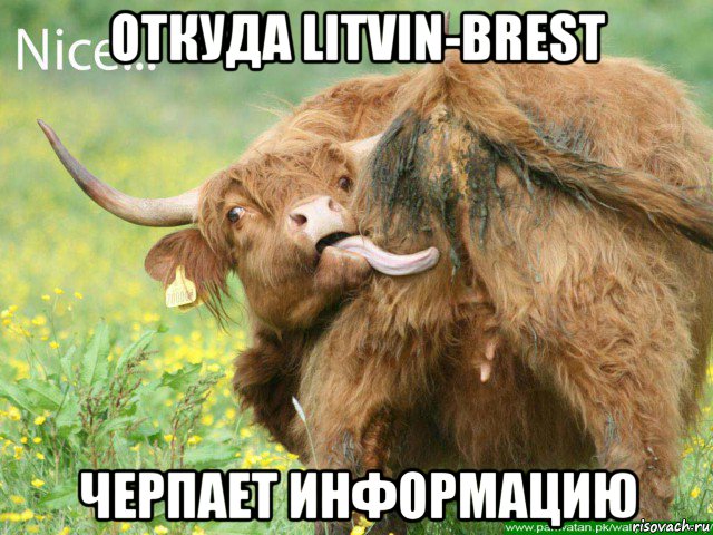 откуда litvin-brest черпает информацию