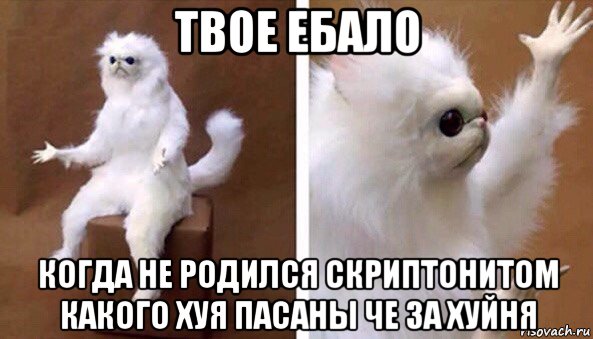 твое ебало когда не родился скриптонитом какого хуя пасаны че за хуйня, Мем Чучело кота