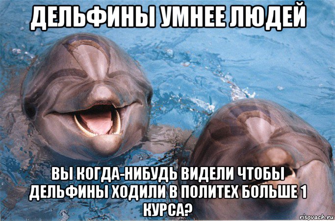 дельфины умнее людей вы когда-нибудь видели чтобы дельфины ходили в политех больше 1 курса?