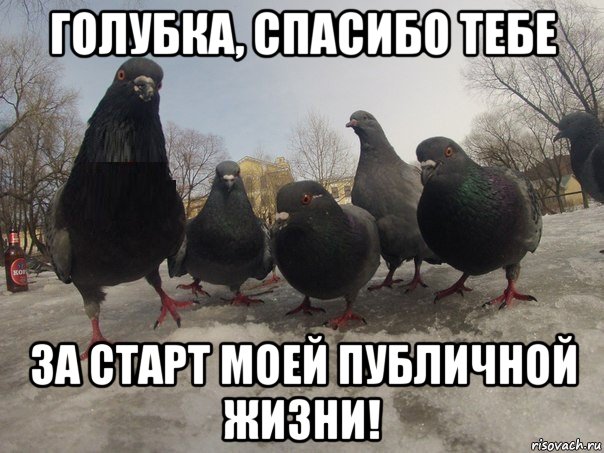 голубка, спасибо тебе за старт моей публичной жизни!, Мем голубь