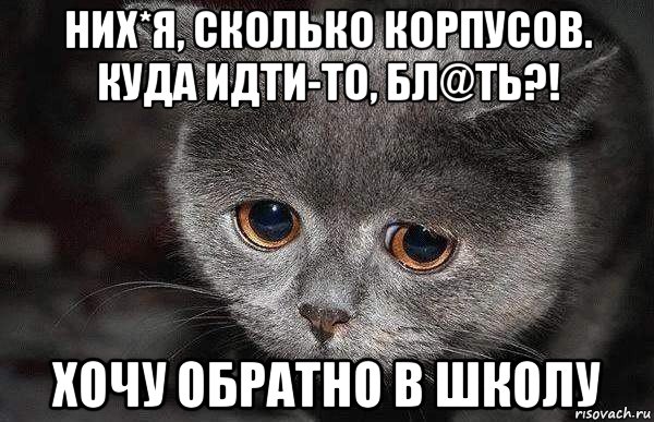 них*я, сколько корпусов. куда идти-то, бл@ть?! хочу обратно в школу, Мем  Грустный кот