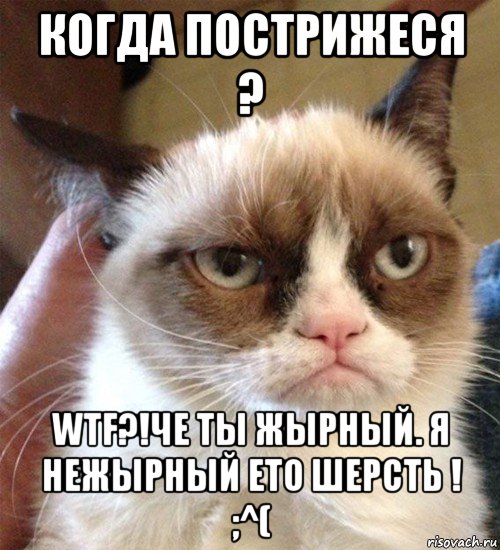 когда пострижеся ? wtf?!че ты жырный. я нежырный ето шерсть ! ;^(, Мем Грустный (сварливый) кот