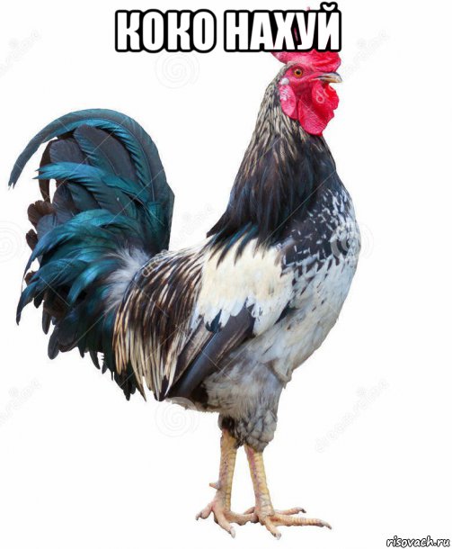 коко нахуй 