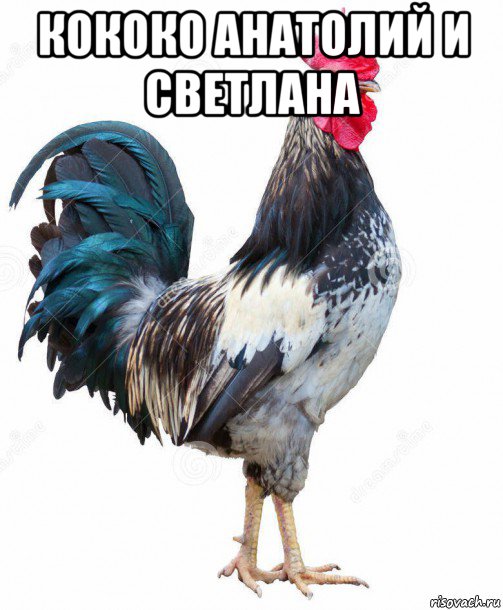 кококо анатолий и светлана 
