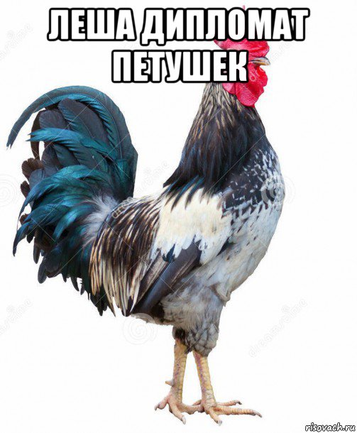 леша дипломат петушек 