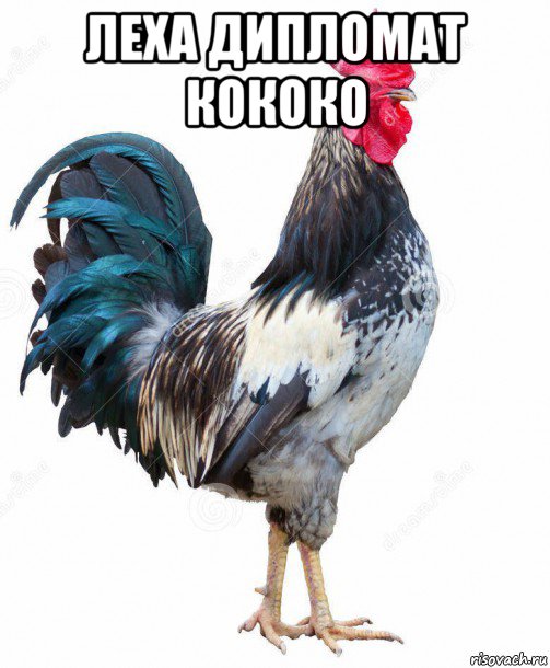 леха дипломат кококо 
