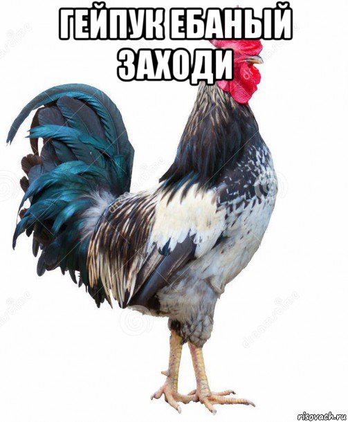 гейпук ебаный заходи 