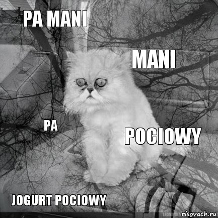 Pa mani Pociowy Mani Jogurt pociowy Pa     , Комикс  кот безысходность