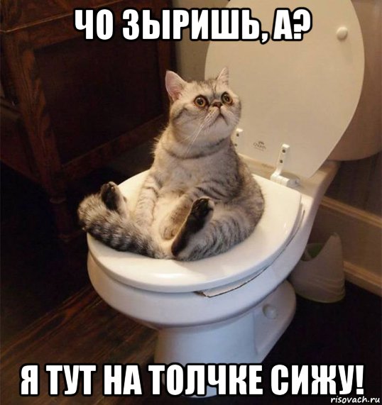чо зыришь, а? я тут на толчке сижу!, Мем Кот в туалете