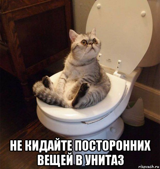  не кидайте посторонних вещей в унитаз, Мем Кот в туалете