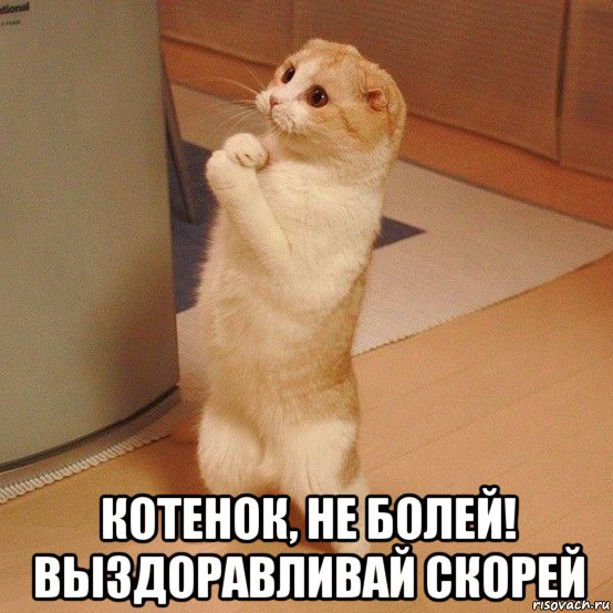  котенок, не болей! выздоравливай скорей, Мем  котэ молится