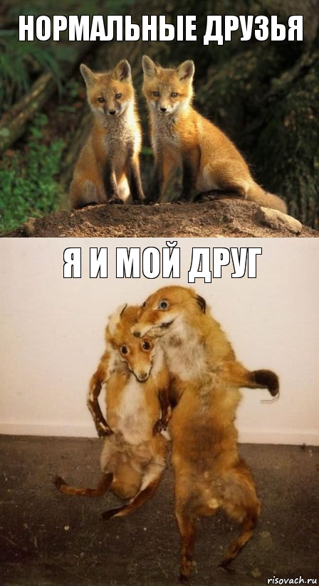 Нормальные друзья Я и мой друг, Комикс Лисицы