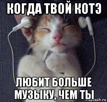 когда твой котэ любит больше музыку, чем ты
