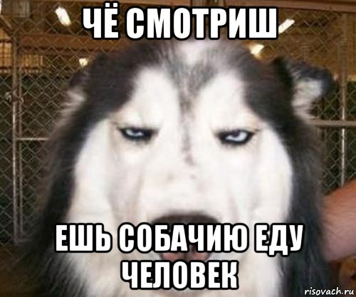 чё смотриш ешь собачию еду человек