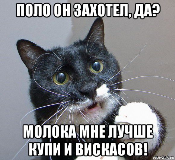 поло он захотел, да? молока мне лучше купи и вискасов!