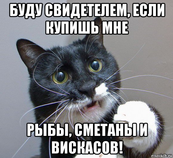 буду свидетелем, если купишь мне рыбы, сметаны и вискасов!, Мем Печальный кот