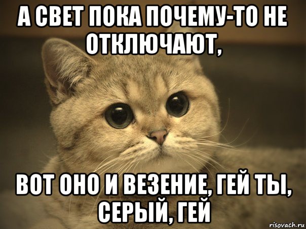 а свет пока почему-то не отключают, вот оно и везение, гей ты, серый, гей, Мем Пидрила ебаная котик