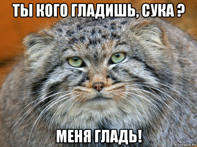 ты кого гладишь, сука ? меня гладь!