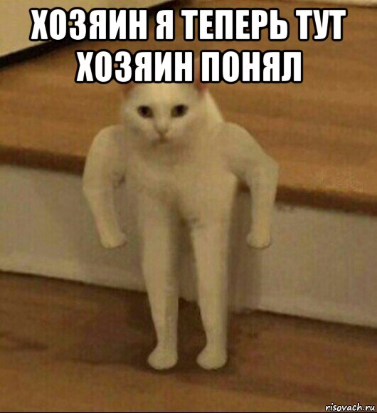 хозяин я теперь тут хозяин понял , Мем  Полукот