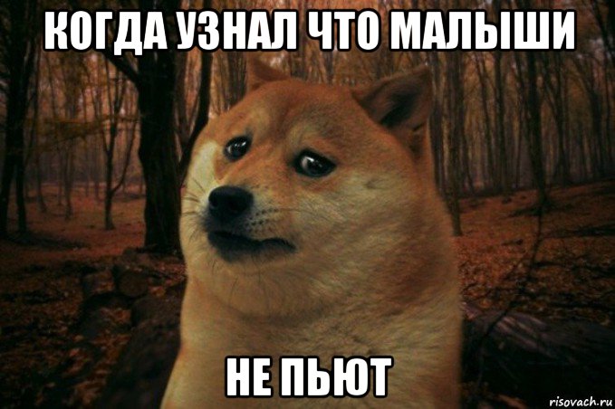 когда узнал что малыши не пьют, Мем SAD DOGE