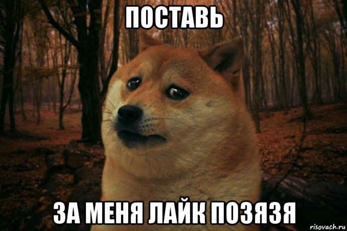 поставь за меня лайк позязя, Мем SAD DOGE