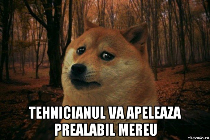  tehnicianul va apeleaza prealabil mereu, Мем SAD DOGE