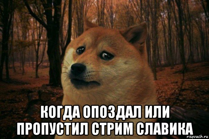  когда опоздал или пропустил стрим славика, Мем SAD DOGE