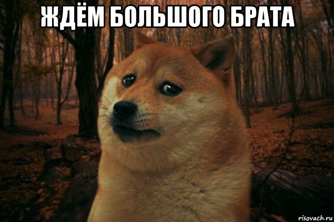 ждём большого брата , Мем SAD DOGE