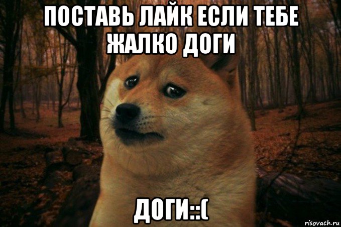 поставь лайк если тебе жалко доги доги::(, Мем SAD DOGE