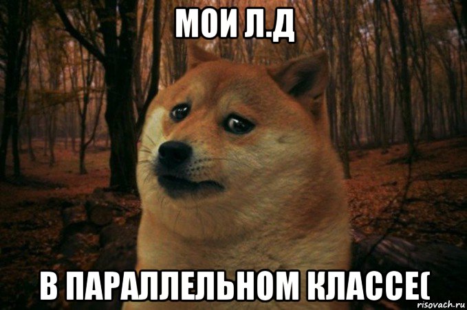 мои л.д в параллельном классе(, Мем SAD DOGE