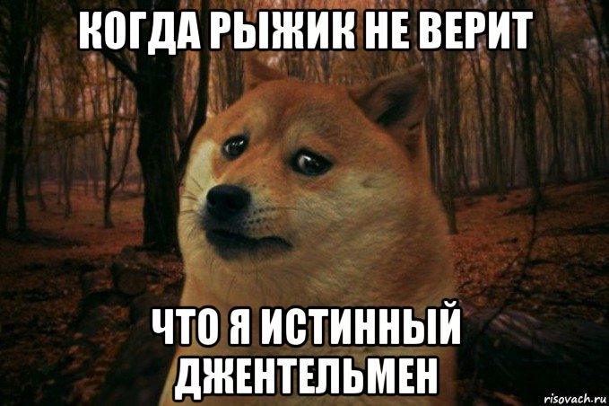 когда рыжик не верит что я истинный джентельмен, Мем SAD DOGE