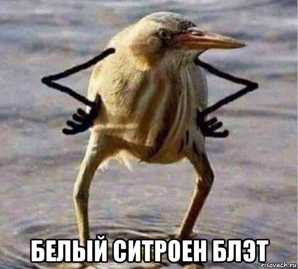  белый ситроен блэт, Мем Так Блэт