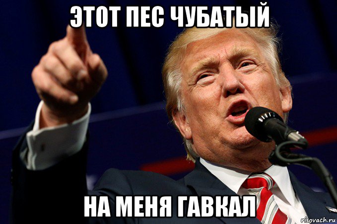 этот пес чубатый на меня гавкал